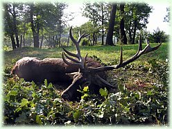 Northland Hunting, Svédország | ciklamenvendeghaz.hu