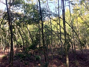 Fzrradvnyi kastlypark