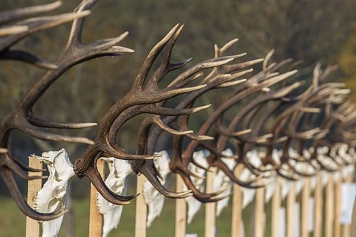 Tr�feamustra 2017 H�romhuta