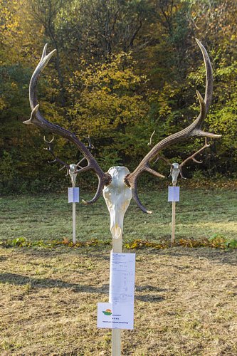 Tr�feamustra 2017 H�romhuta