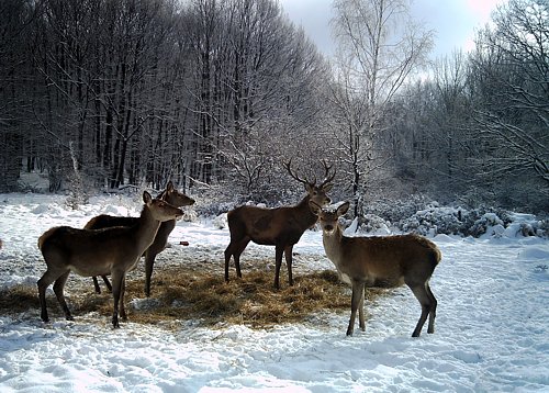 sszarvasok tlen