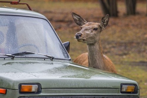 Bzs Gyula Szolglati szarvas