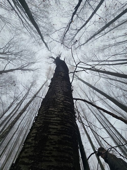 Pro Silva a Zempl�nben