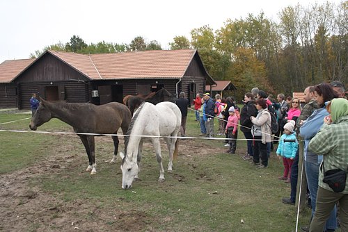 LEV "Lombhullat vonatozs"